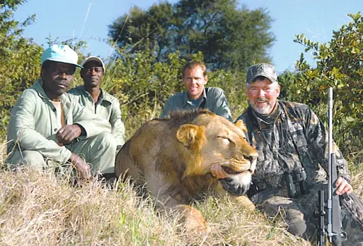 Bob Folkrod Lion — Africa Dangerous Game Hunts at Gunners Taxidermy