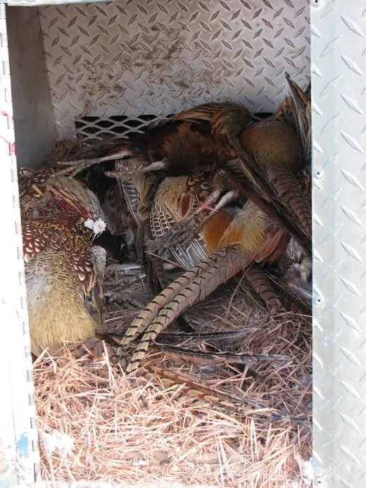 South Dakota Pheasant Hunt — photograph from the Gunners Taxidermy gallery