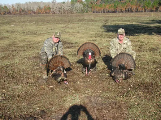 Osceola Turkey Hunts — photograph from the Gunners Taxidermy gallery