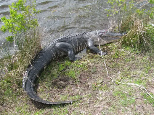 Florida Gator Hunts — photograph from the Gunners Taxidermy gallery