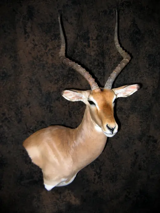 Africa Game Taxidermy — photograph from the Gunners Taxidermy gallery