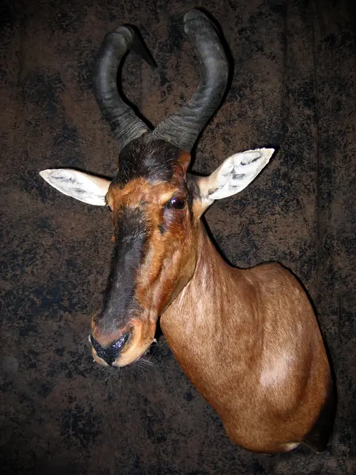 Africa Game Taxidermy — photograph from the Gunners Taxidermy gallery