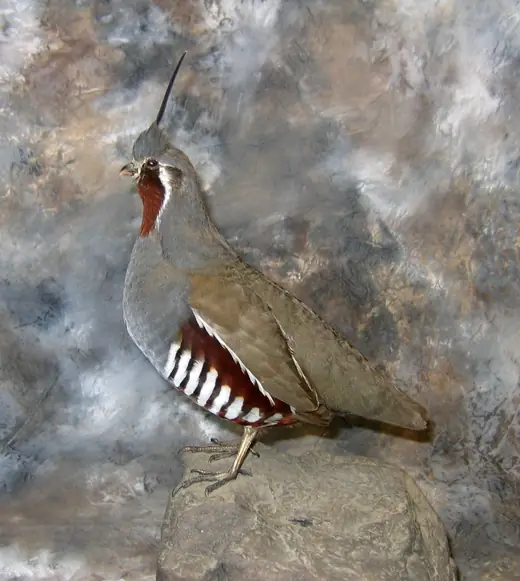 Upland Game Bird Taxidermy — photograph from the Gunners Taxidermy gallery
