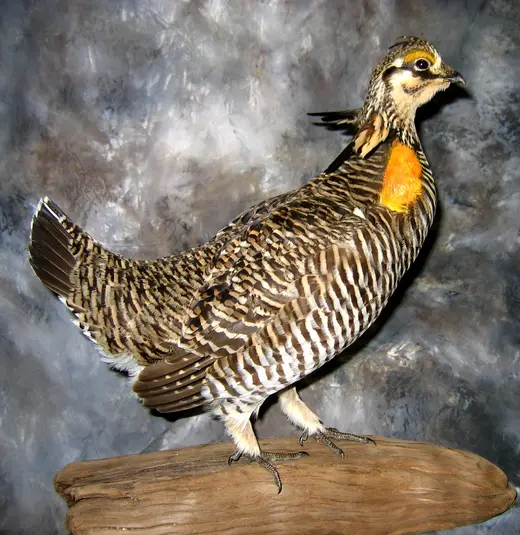 Upland Game Bird Taxidermy — photograph from the Gunners Taxidermy gallery