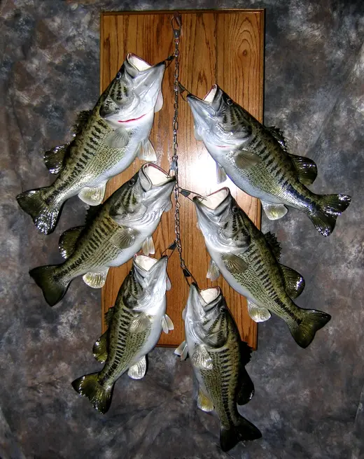 Fish Taxidermy — photograph from the Gunners Taxidermy gallery