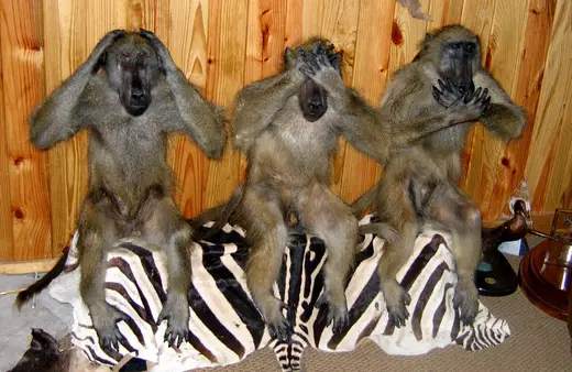 Africa Game Taxidermy — photograph from the Gunners Taxidermy gallery
