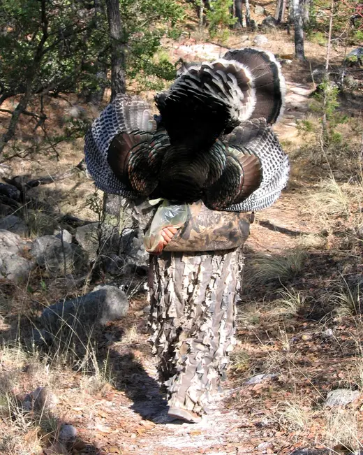 Gould's Turkey Hunts — photograph from the Gunners Taxidermy gallery