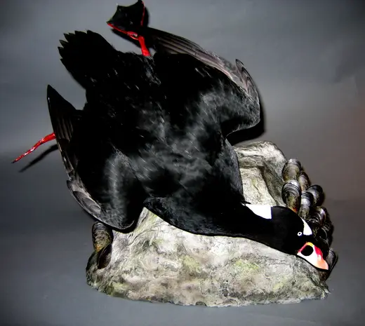Waterfowl Taxidermy — photograph from the Gunners Taxidermy gallery