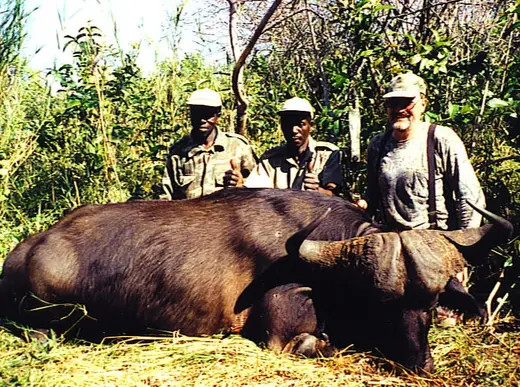 Ken Moody Cape Buffalo — Africa Dangerous Game Hunts at Gunners Taxidermy
