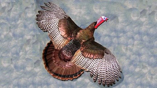 Illustration of a strutting wild turkey representing Gunners Taxidermy turkey mounts